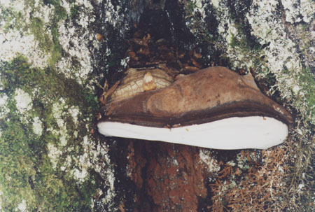 Ganoderma australe, Aspecto general 1