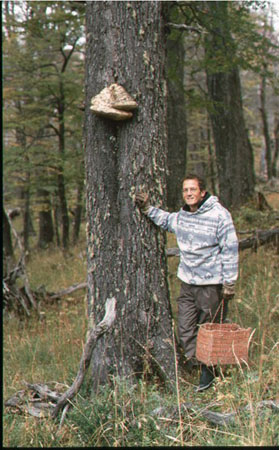Laetiporus portentosus, Aspecto general 2