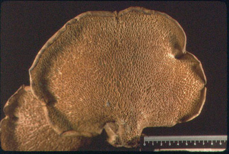 Neolentiporus maculsatissimus 4, Aspecto general poros