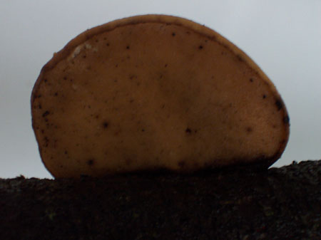 Polyporus gayanus, Aspecto poros