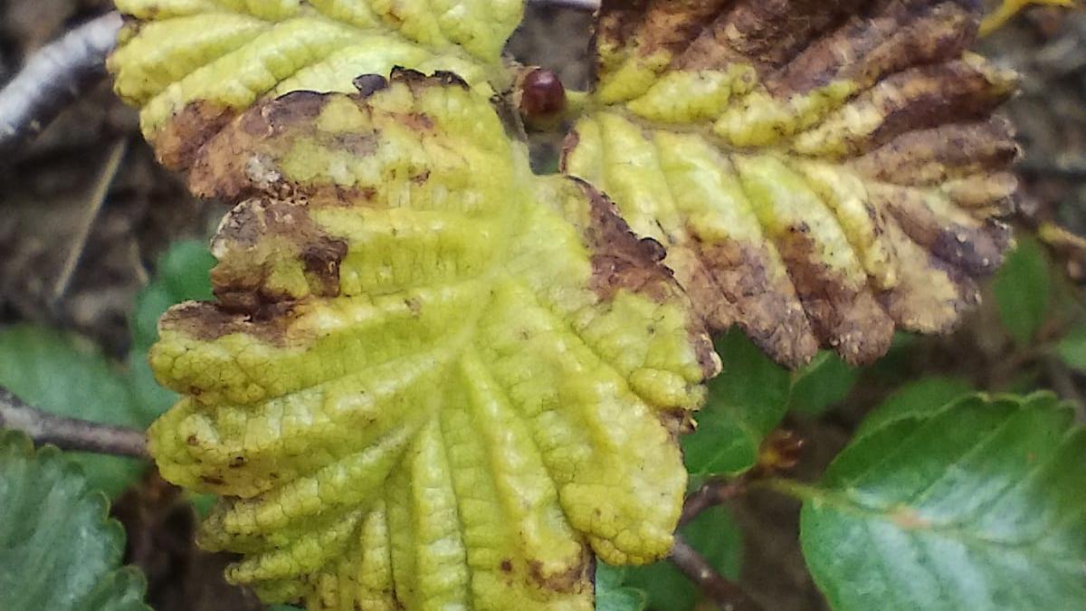 CIEFAP impulsa una colaboración internacional en sanidad forestal con la Universidad de Purdue