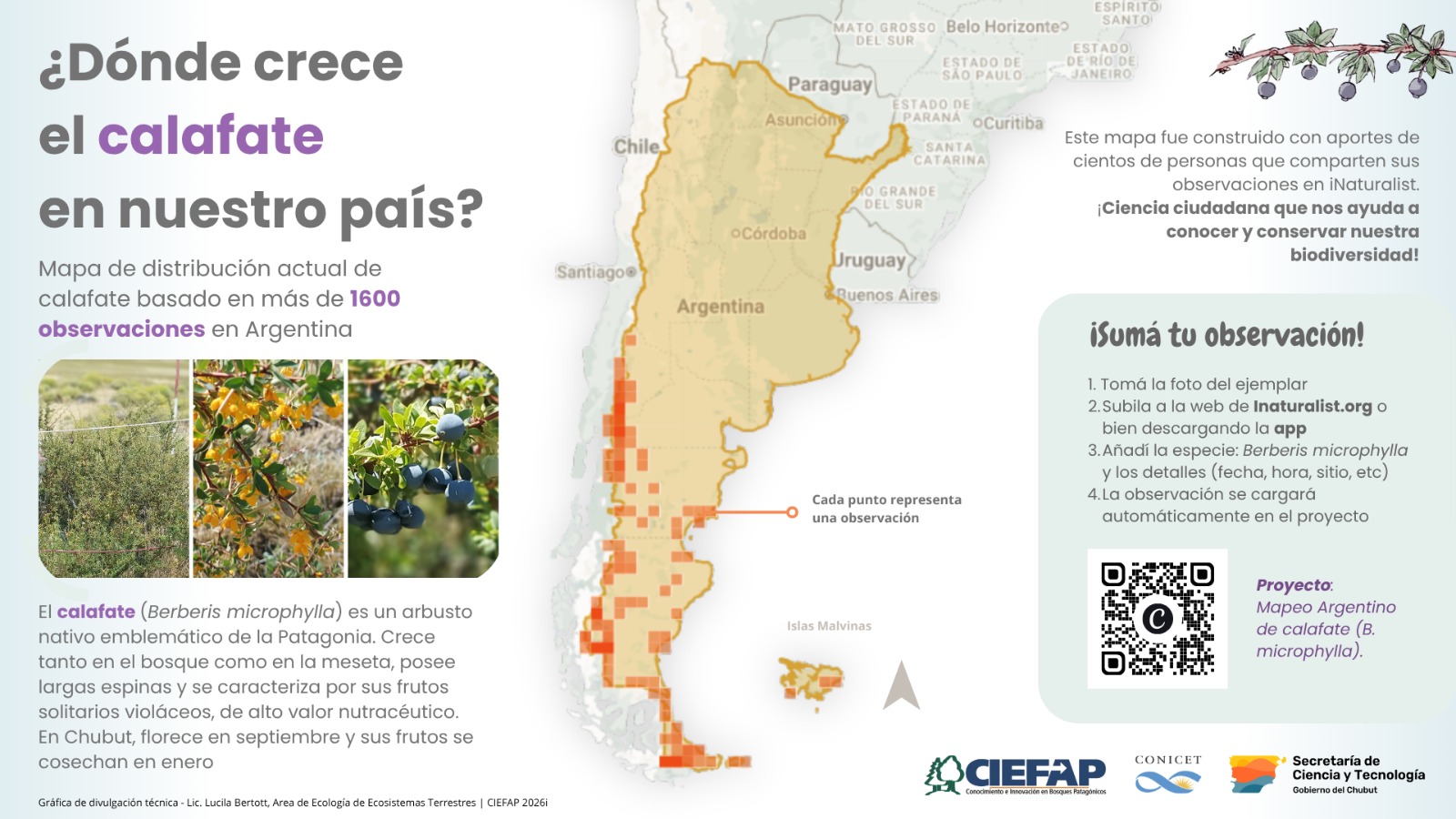Un mapa permite conocer la distribución actual de calafate en Argentina