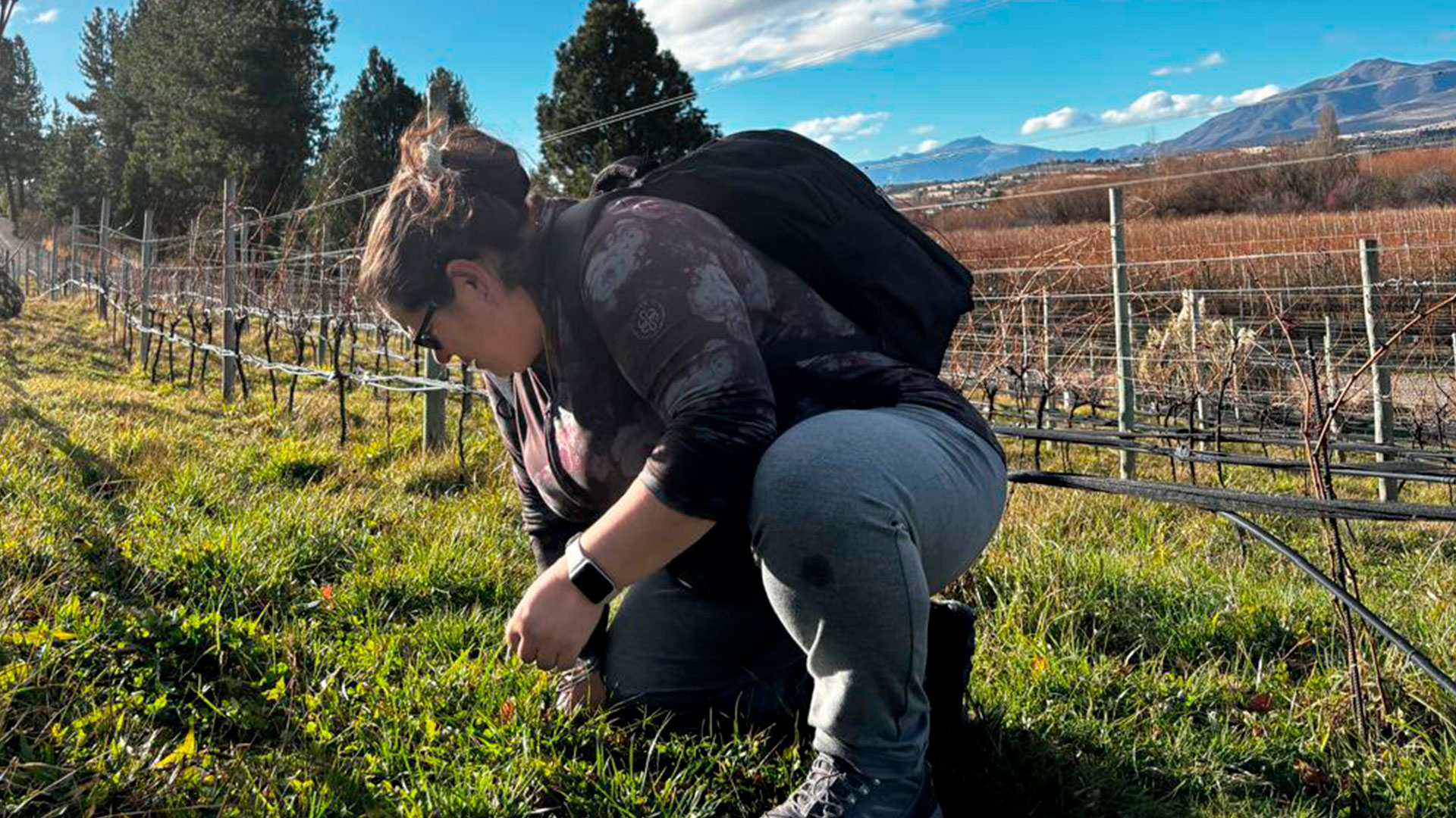 Viñedo 2