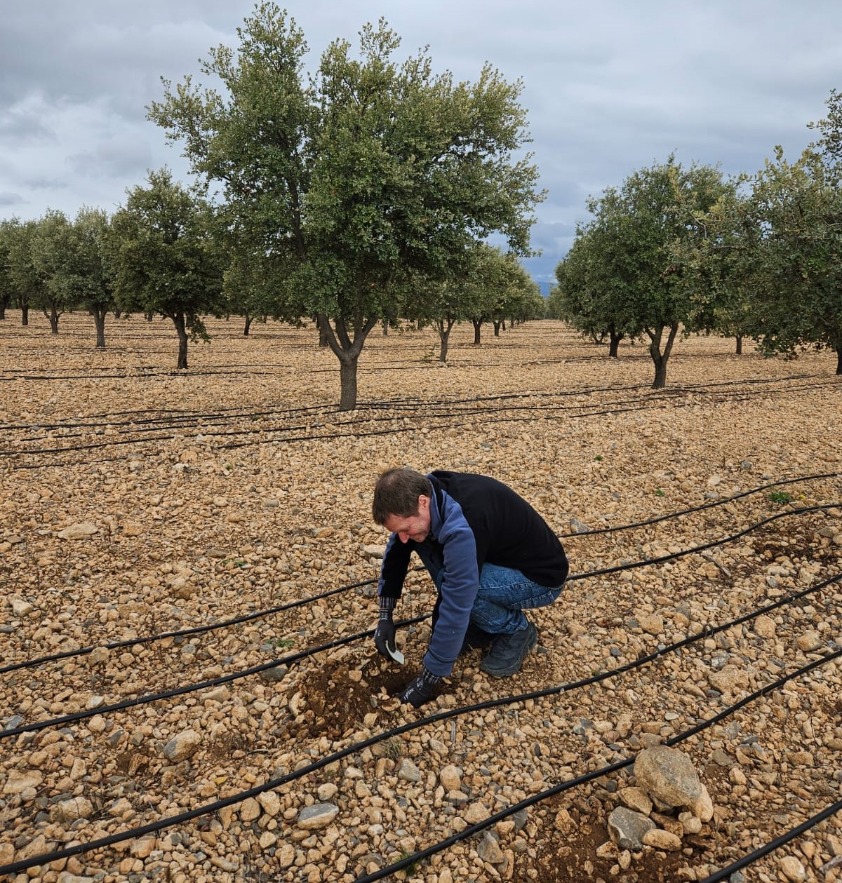 Estadia en España Trufas 1