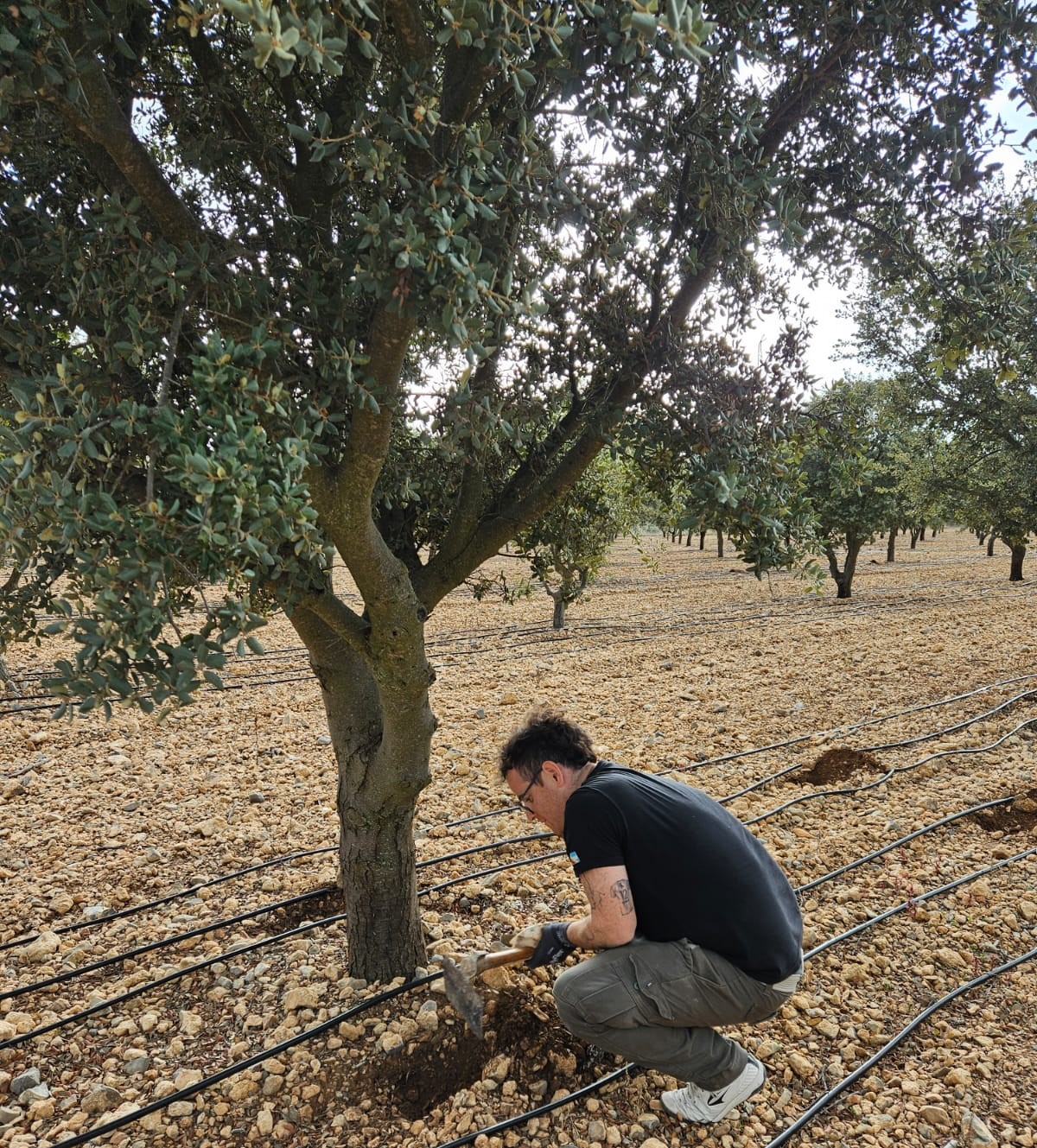 Estadia en España Trufas 5