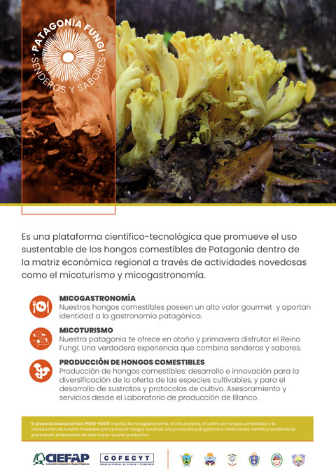 Patagonia Fungi afiche miniat